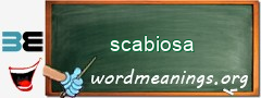 WordMeaning blackboard for scabiosa